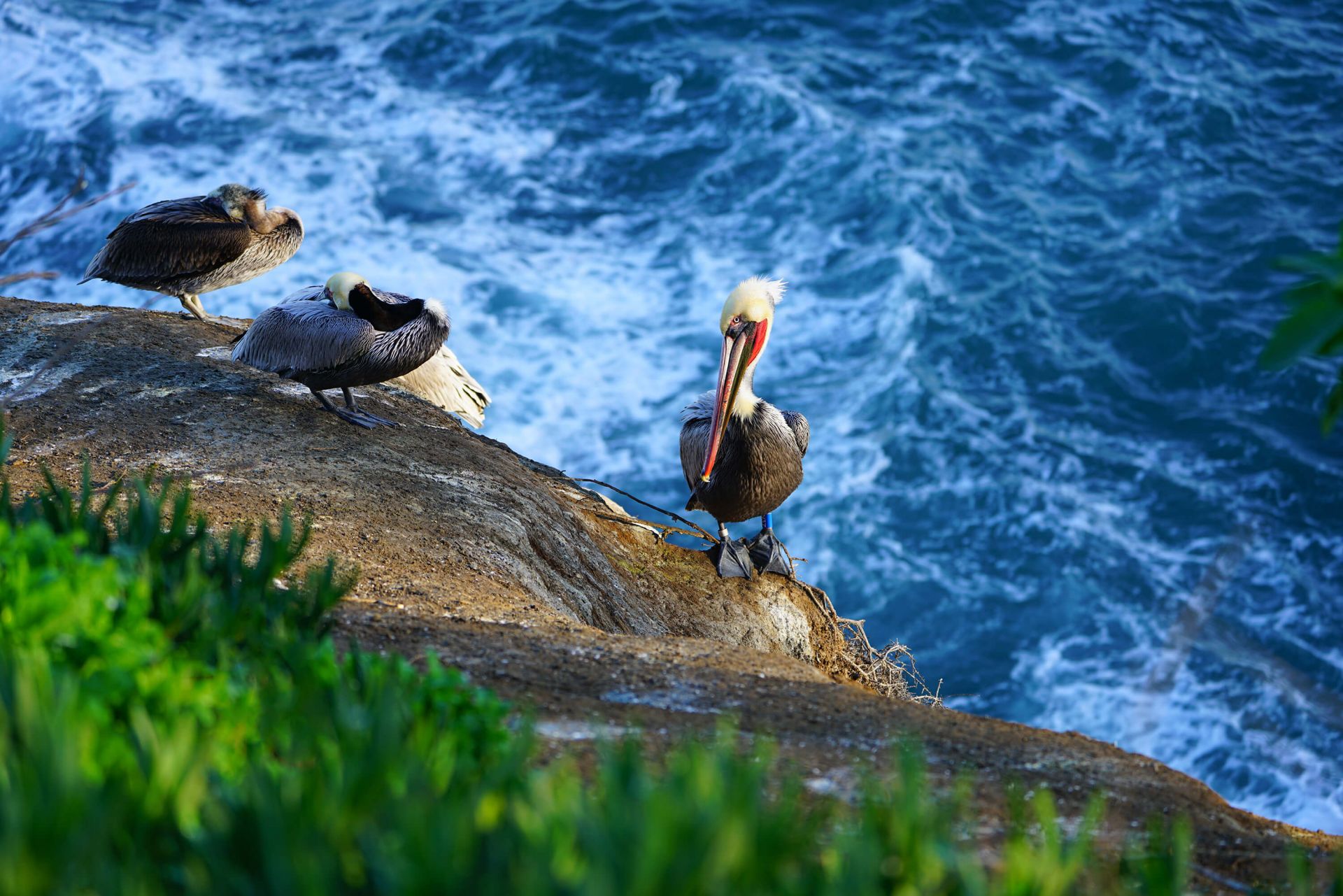 Pellicani della California