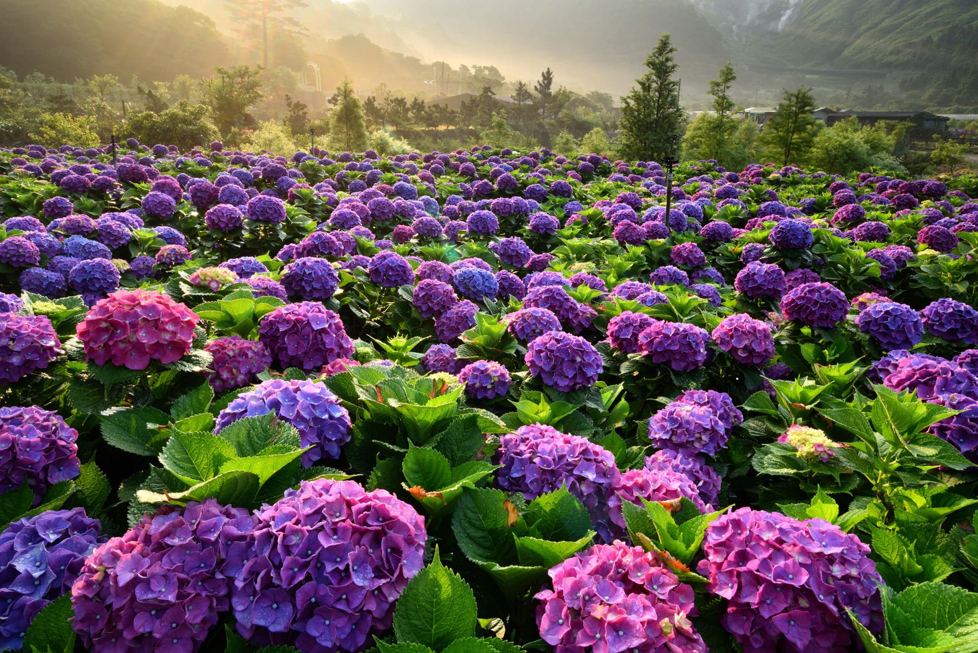 Ortensie in un campo